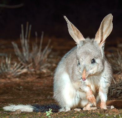 The bilby is a lesser known creature, looking like a mixture between a rat and a bunny.