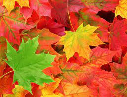 As the weather changes, the leaves begin to follow suit as they mark the harvest seasons beginnings!