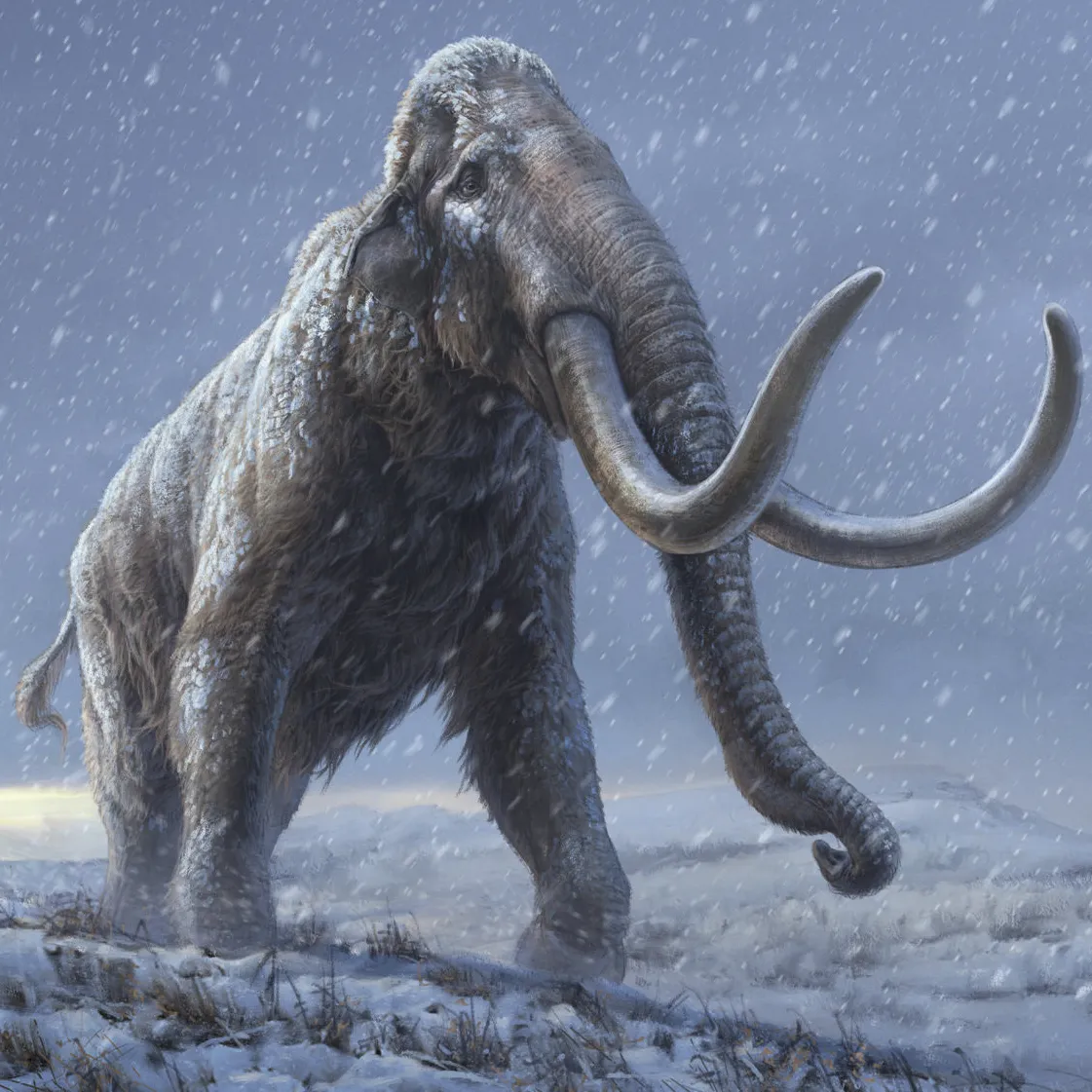 Scientists predict that in only a few years, there is a possibility woolly mammoths will be among us again!