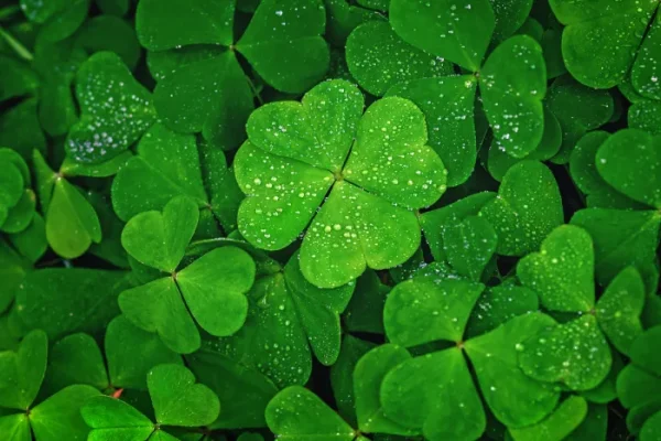 Four-leaf clovers are a major symbol of St. Patricks Day.