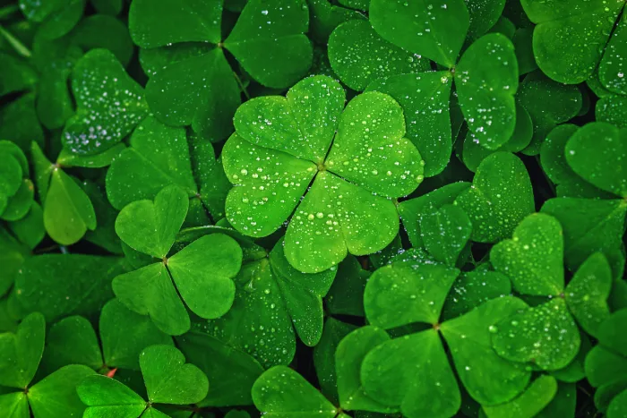 Four-leaf clovers are a major symbol of St. Patricks Day.