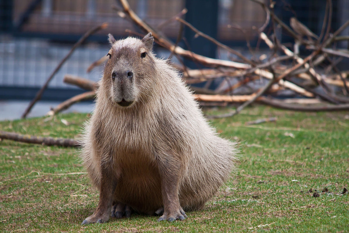 A capybara poses for a photo.