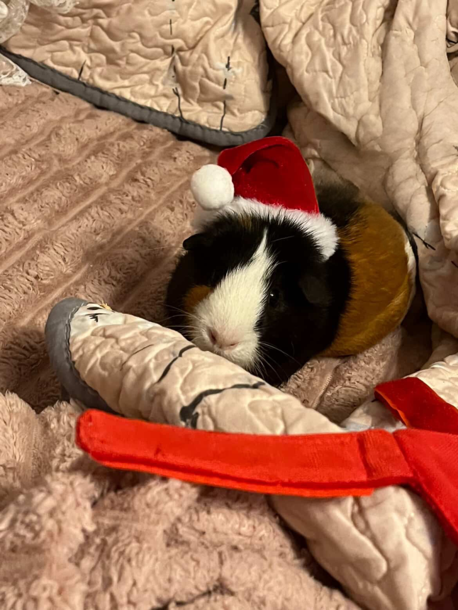A Guinea Pig's Tale